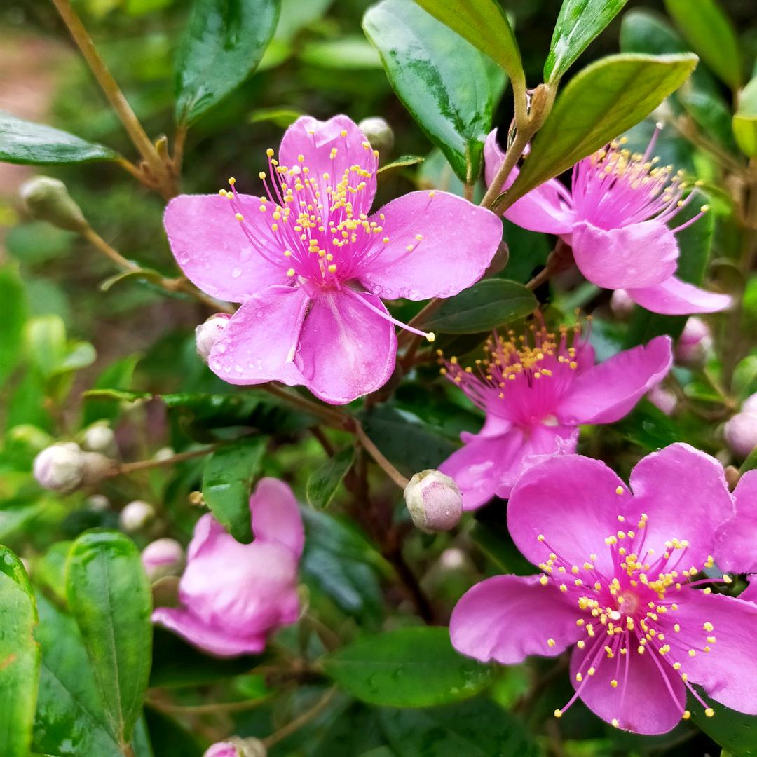 🍎🍎🍎🍎🚴🏻