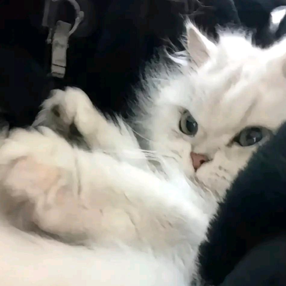雪人人