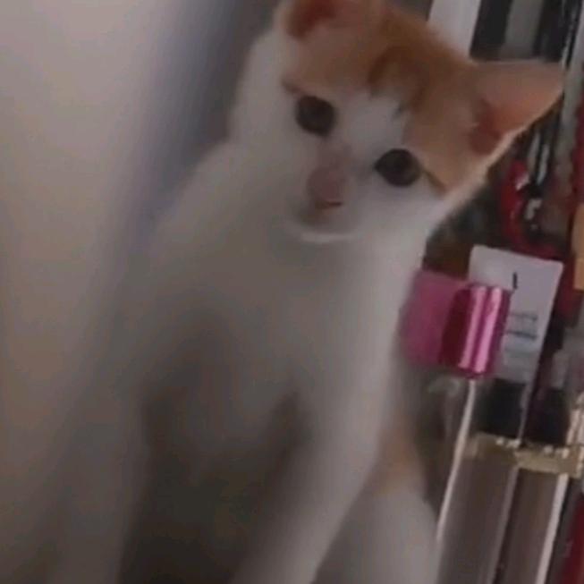 糖鑫