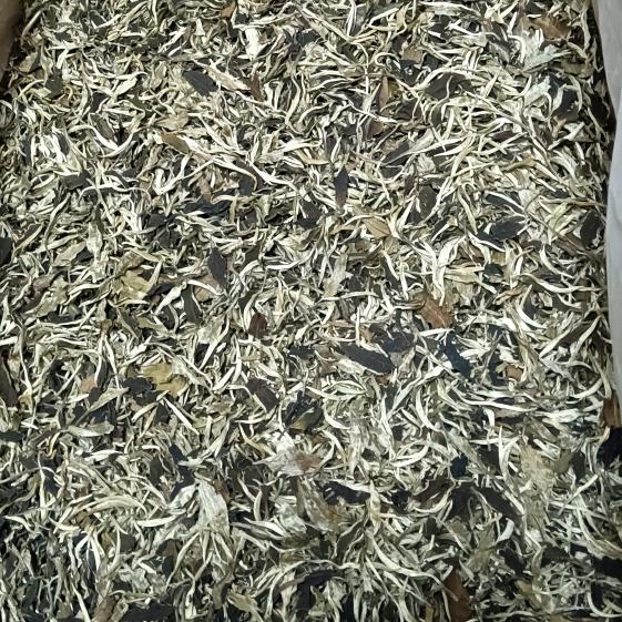 森林