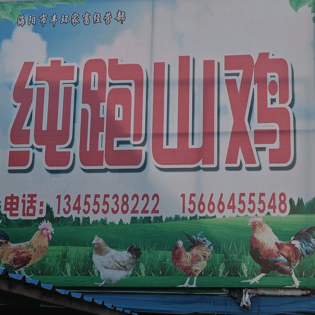 海阳市城北纯跑山鸡