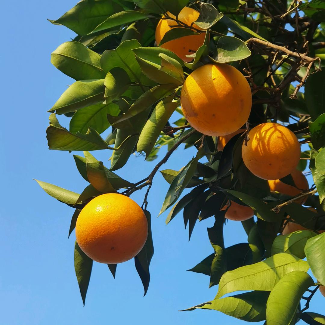 卖花椒的小姐姐🌿