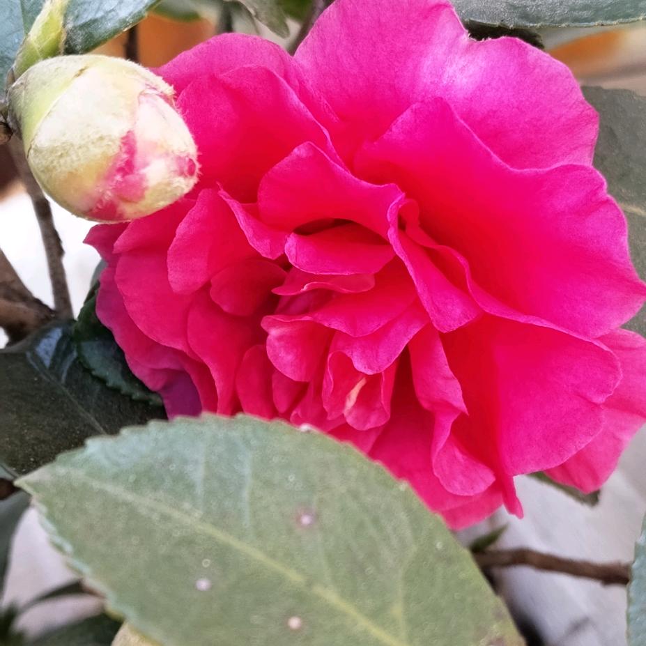花姐姐