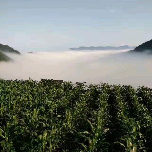 蒋哥哥