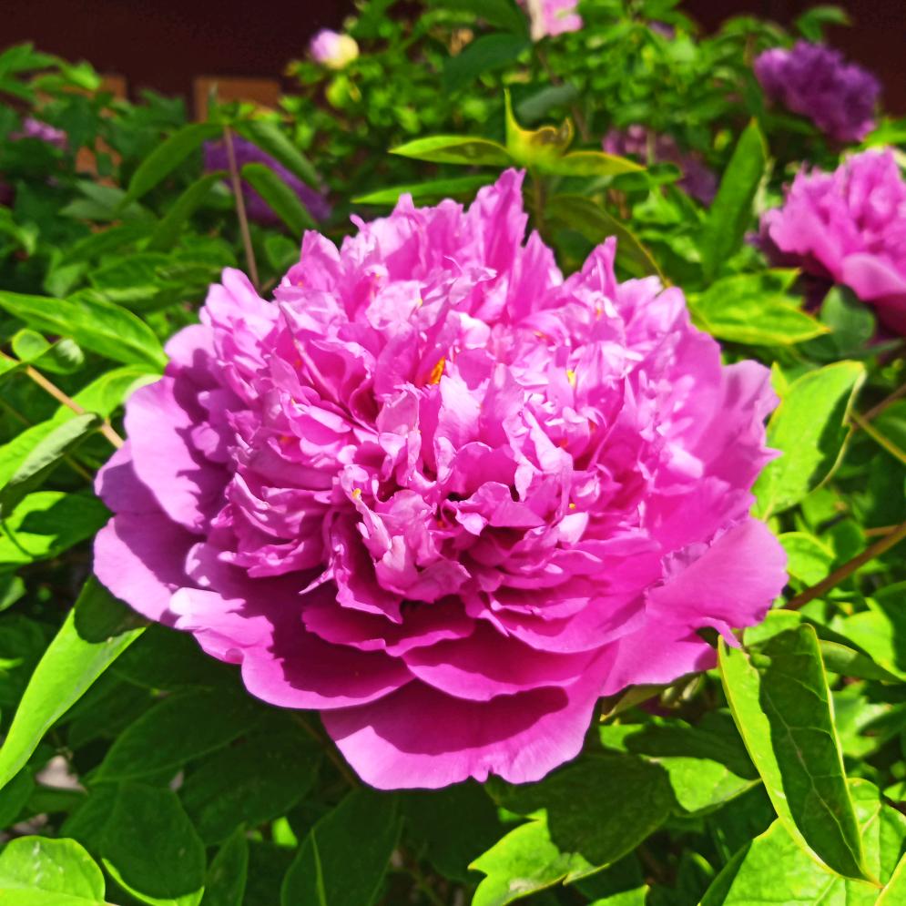 绿芳