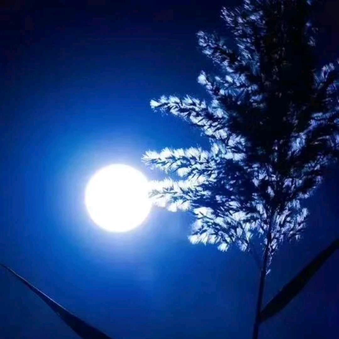 一沉明月🌛见秋风☔️