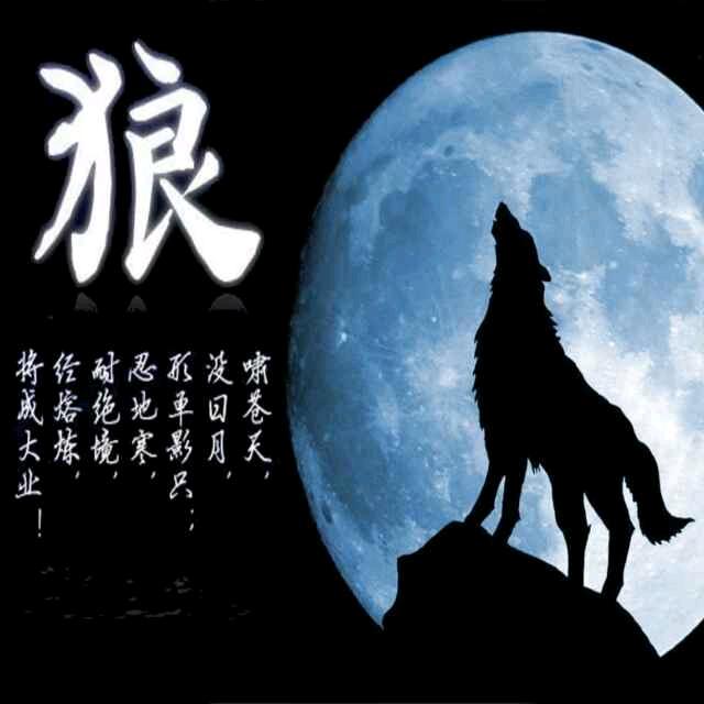 雪域孤狼（宋施强）