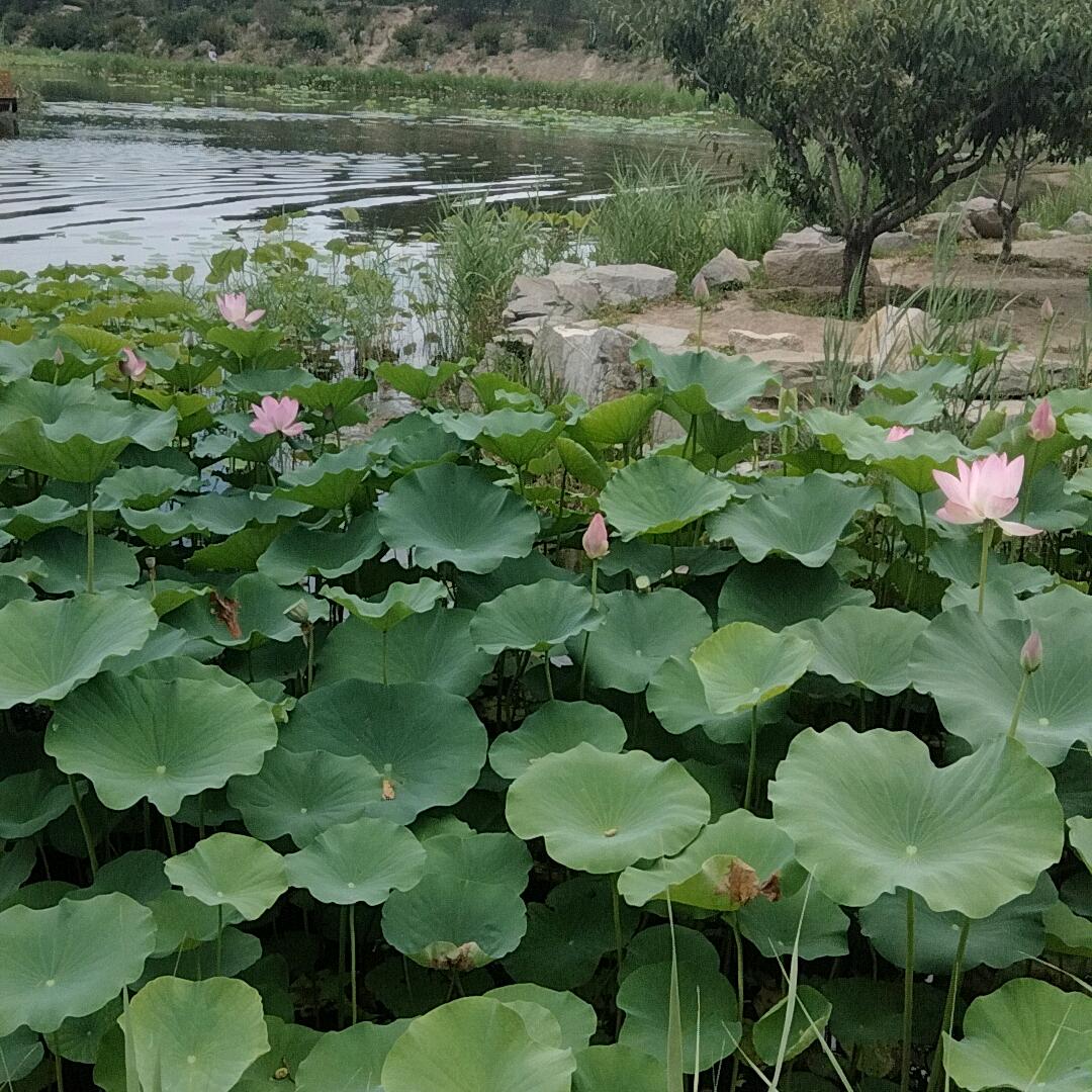 农情巧克立