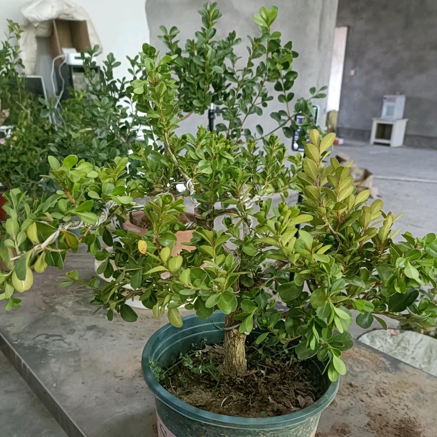 爱沐绿植花卉小店