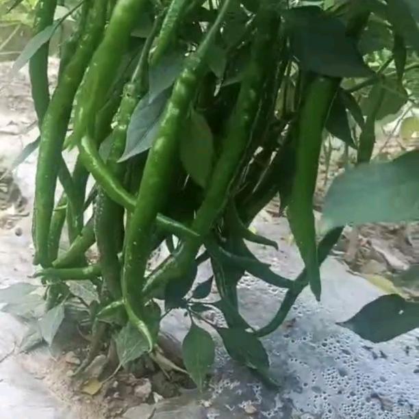 红线椒种植基地