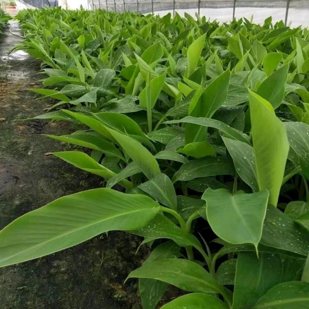 我的快乐就是想你