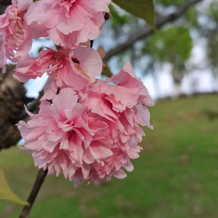 杨姐
