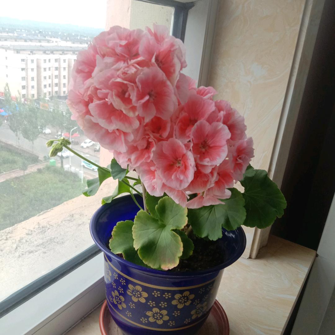 花朵