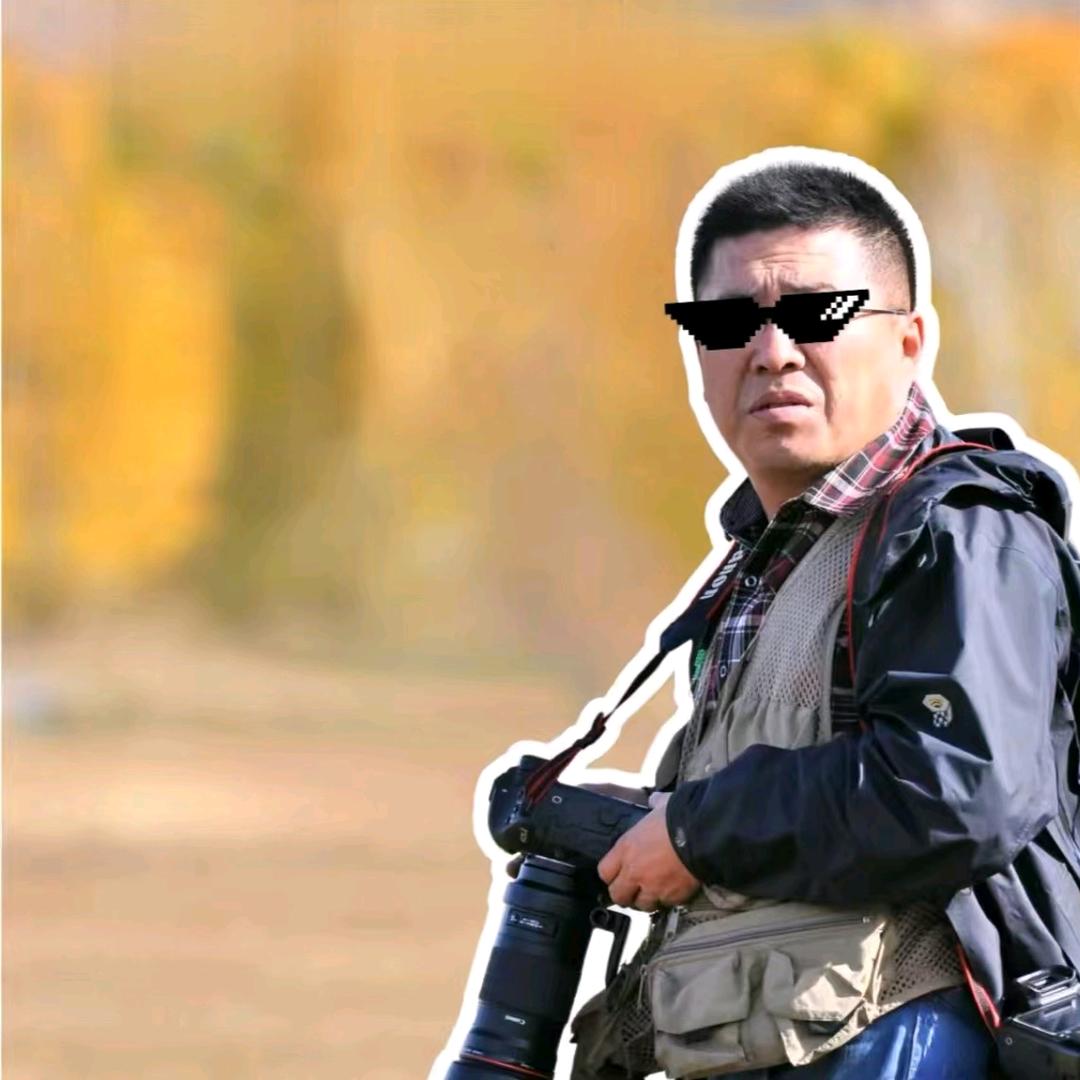 阿勒泰大灰狼
