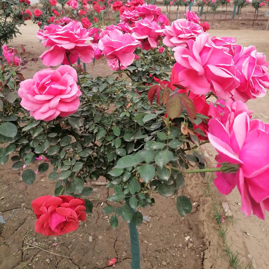 定州隆景园林绿化