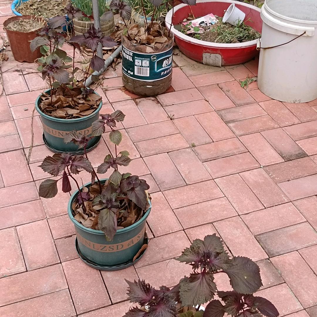 曹柳清