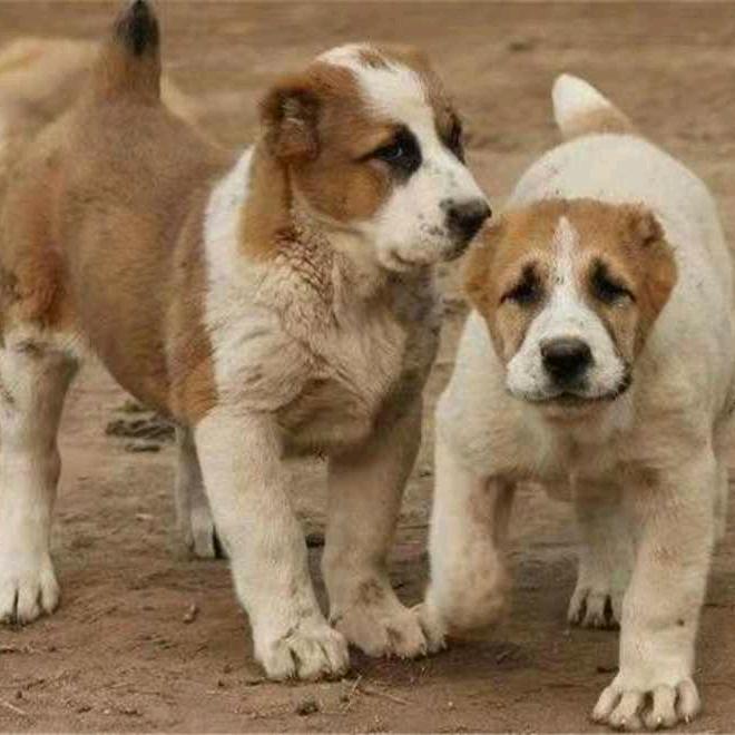 大型肉狗繁育基地