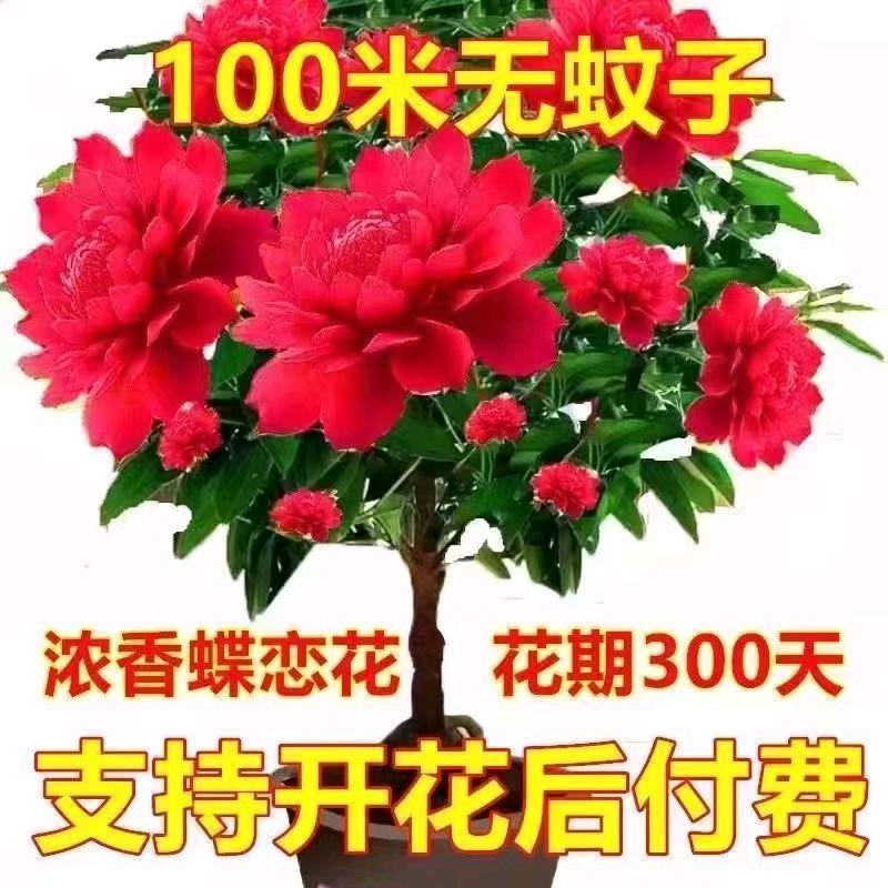 网红老谢，炒饭，炒面