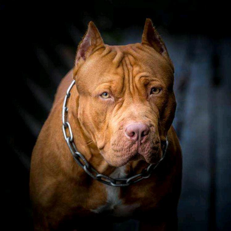 登辉犬业
