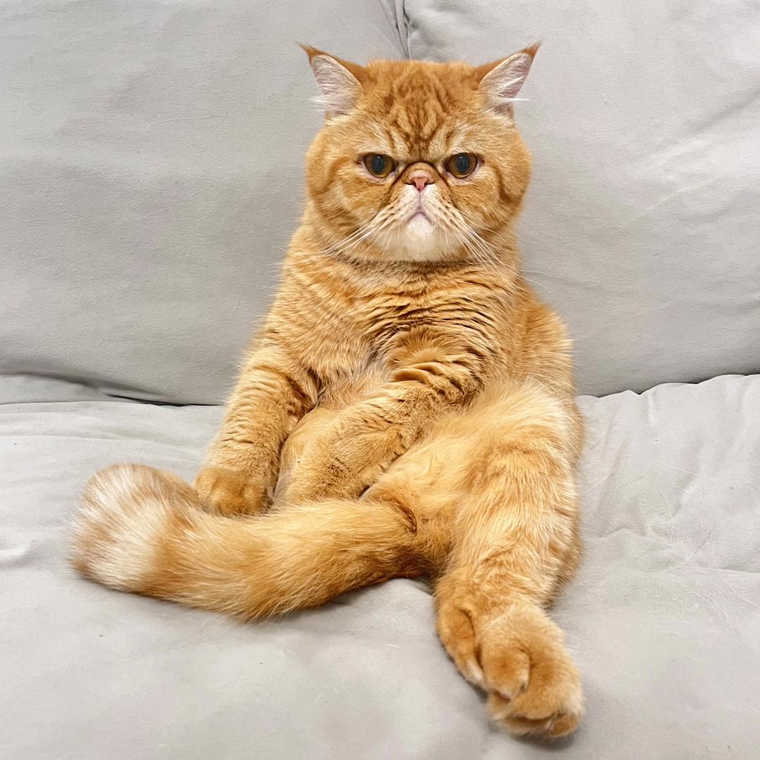 叮叮猫