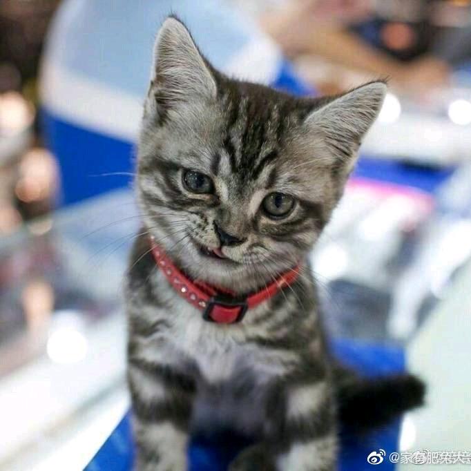 秋海棠叶