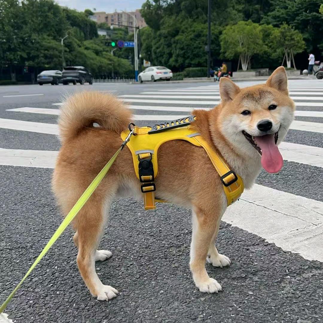千岁与柴