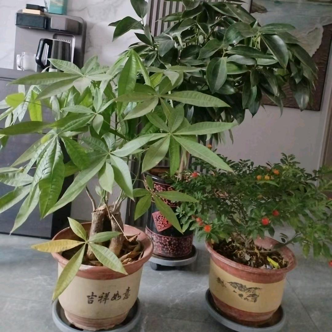 瓜子牙姐正能量