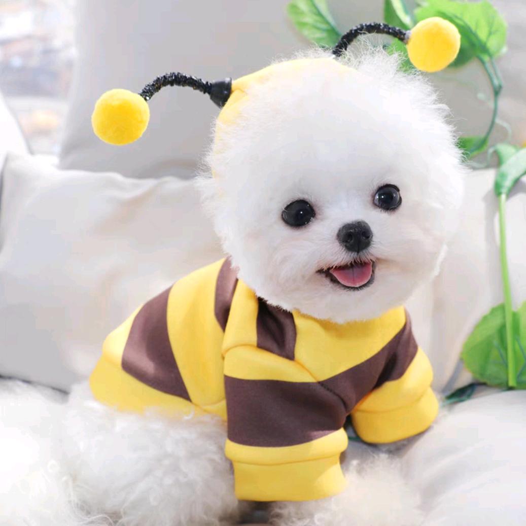 乐宠宠物店🐶