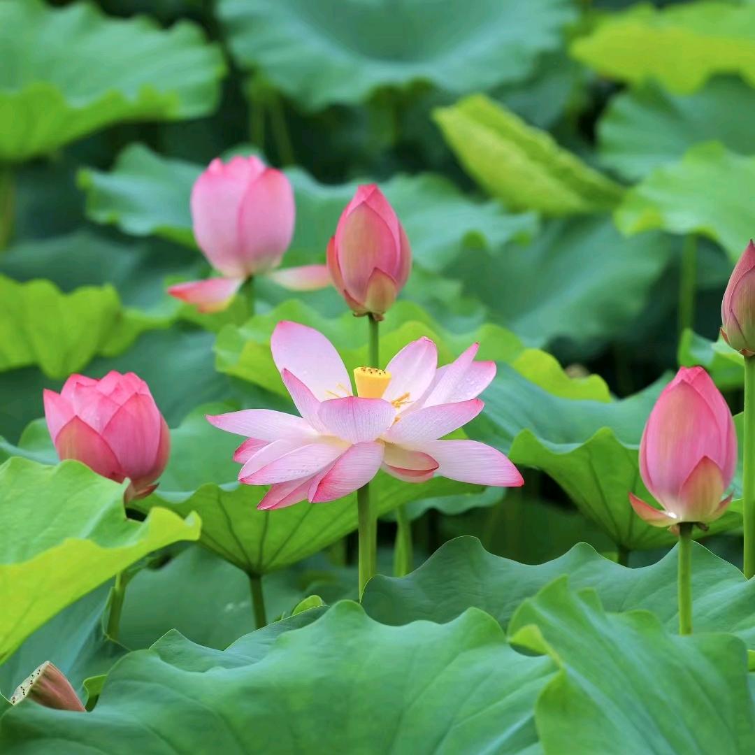 小太阳记录日常