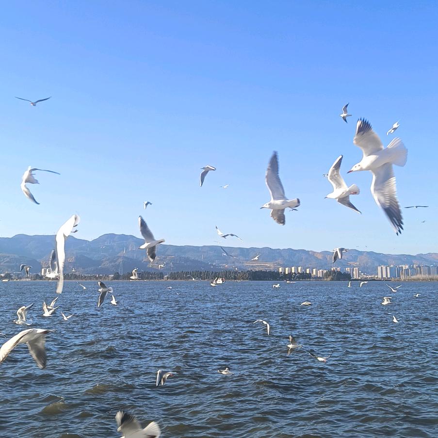 🍁断了线的风筝🍁