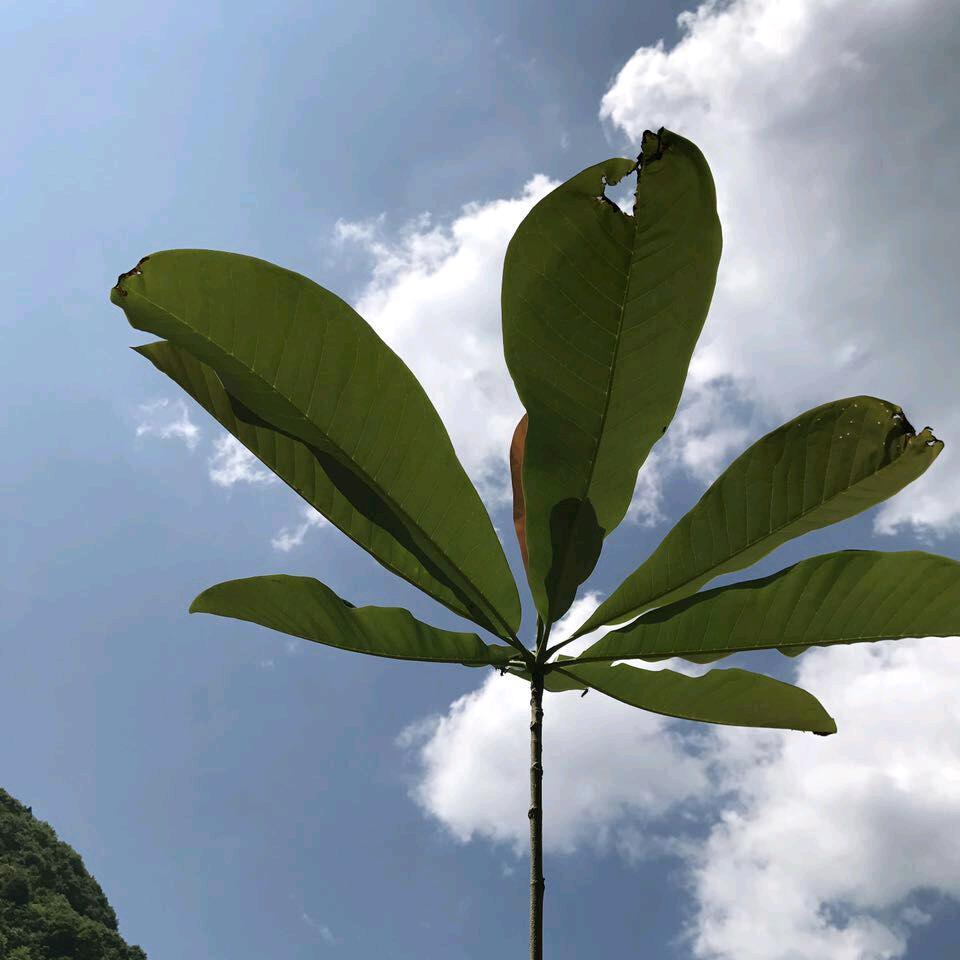 月亮佬头