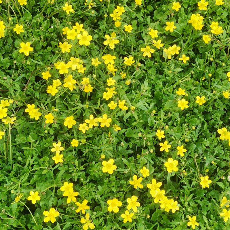 中药材种植小沈