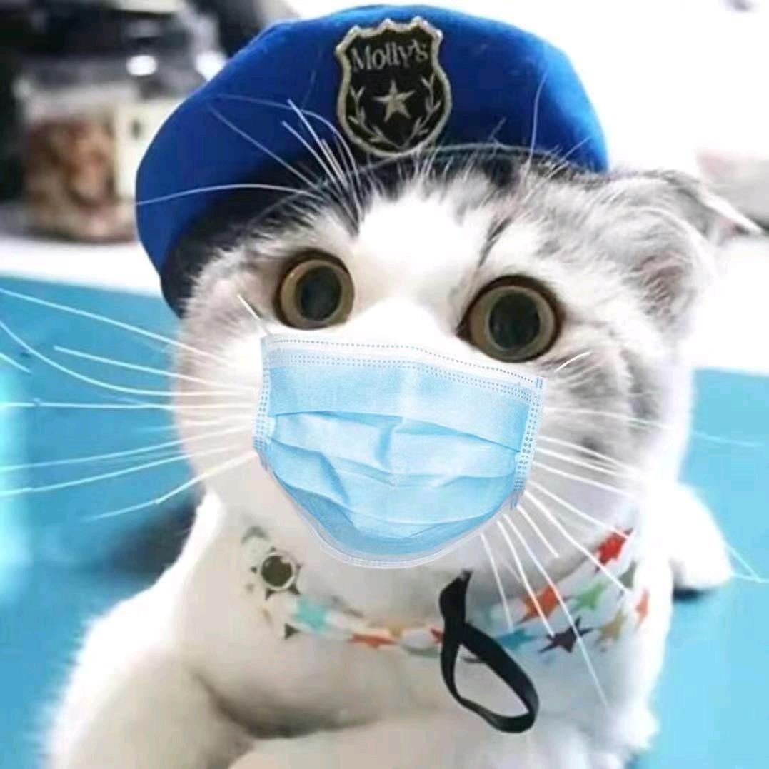 橘猫
