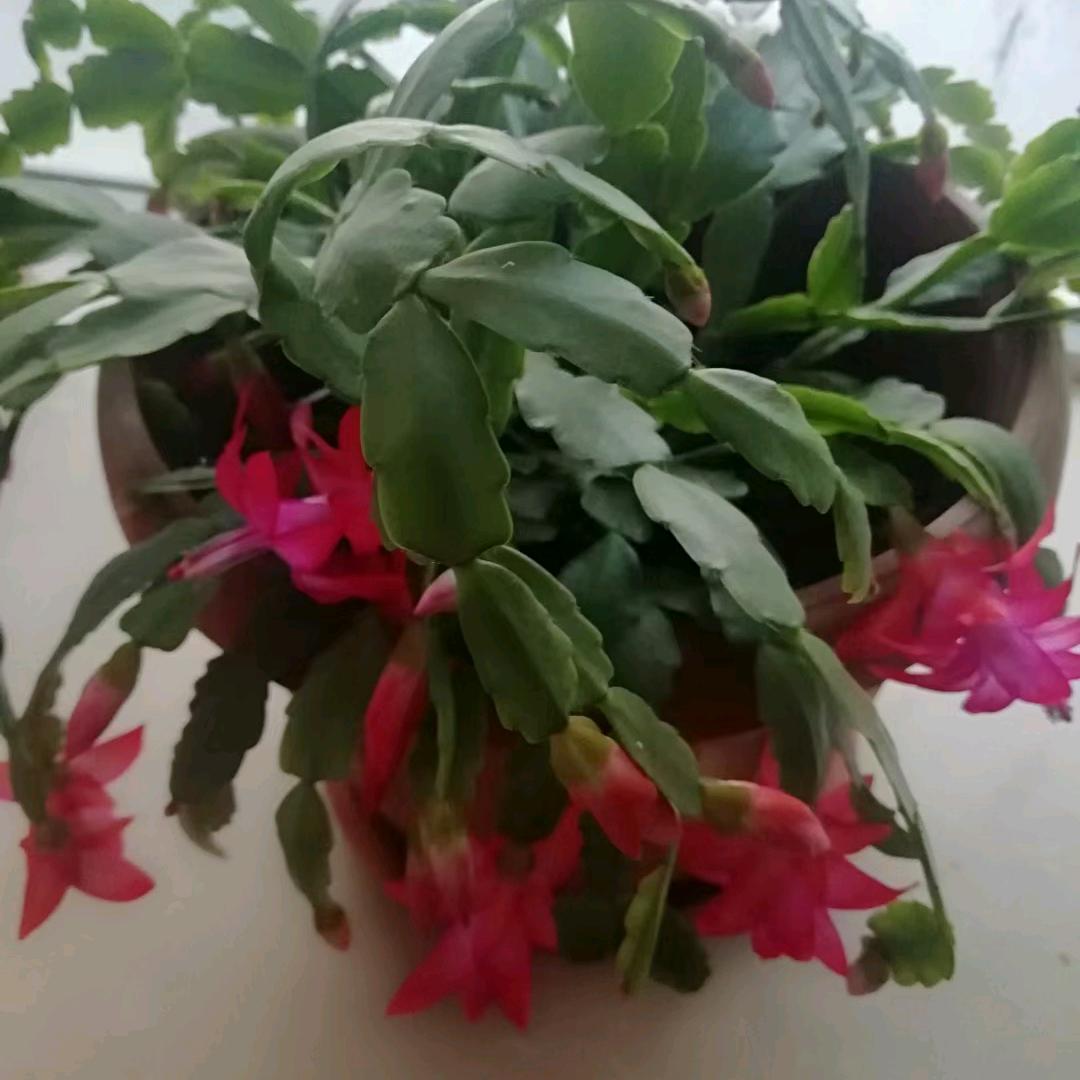 春天的燕子✌✌