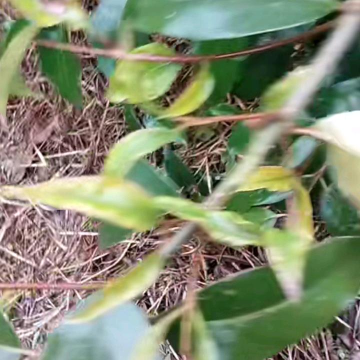 美好未来