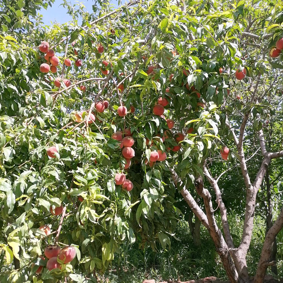 平安昰福