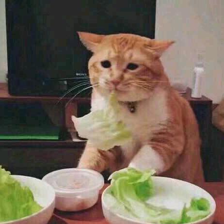 好咕咕