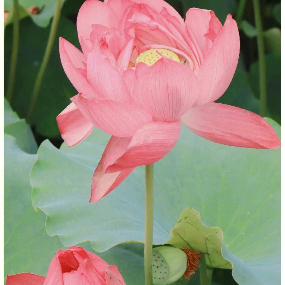 口吐莲花
