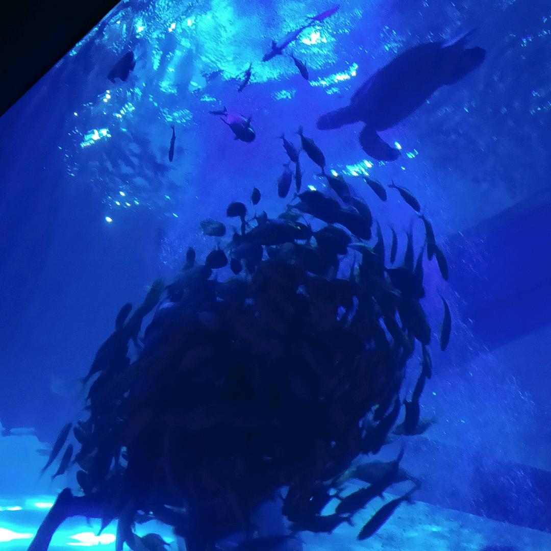 花抒（元梦之星）