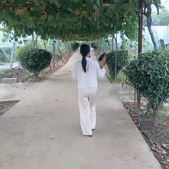 秦三妹