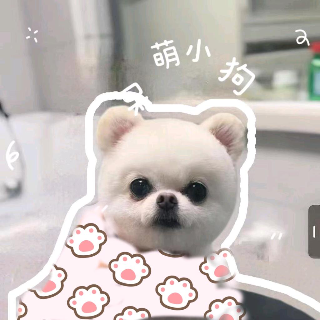 🐶宠心阁宠物会所🐱