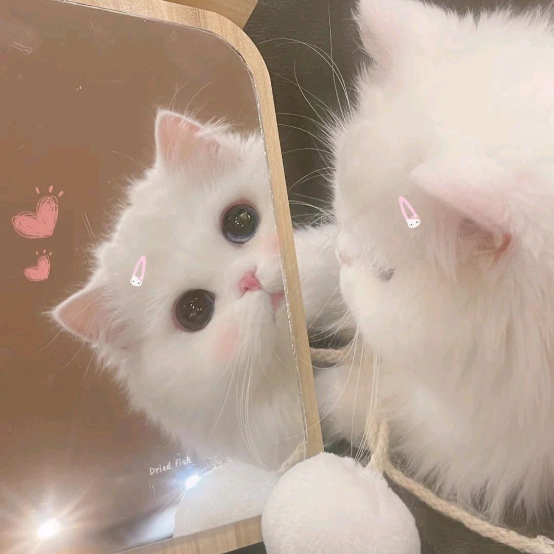 一闪一闪梁晶晶