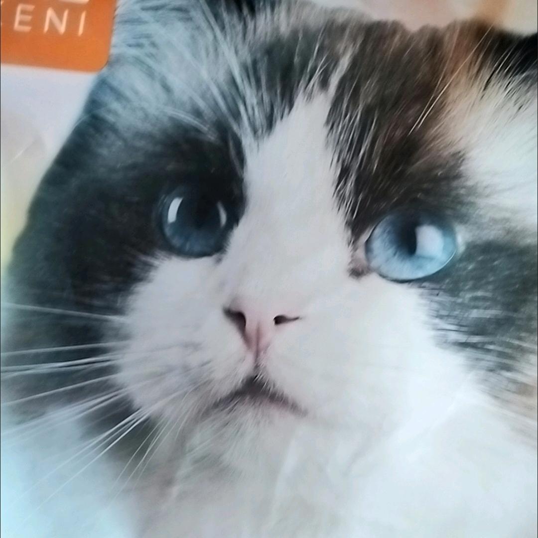 大脸猫咪