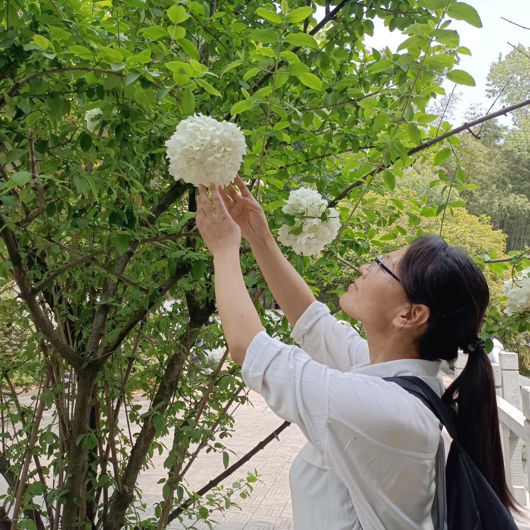 梦梅