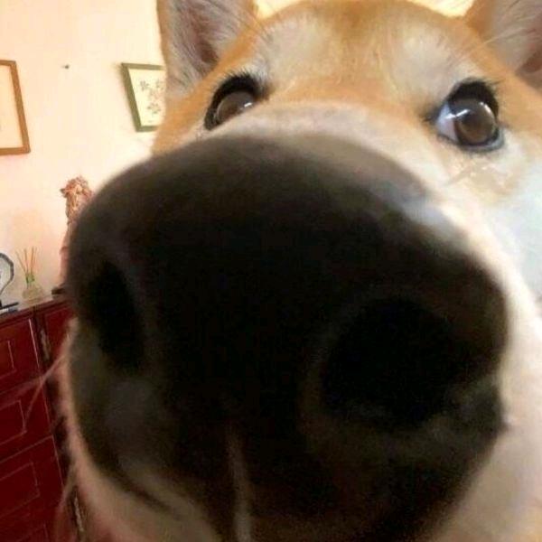 中登