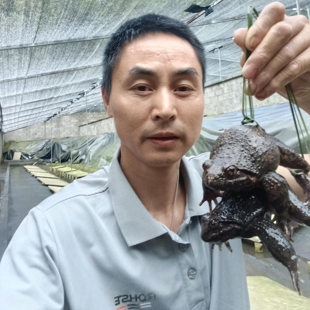 遂昌石蛙