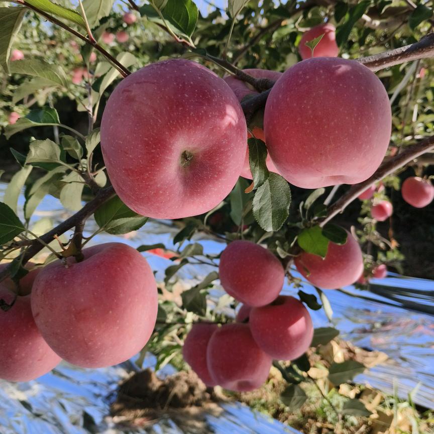 大宁县宏骏农场优品汇