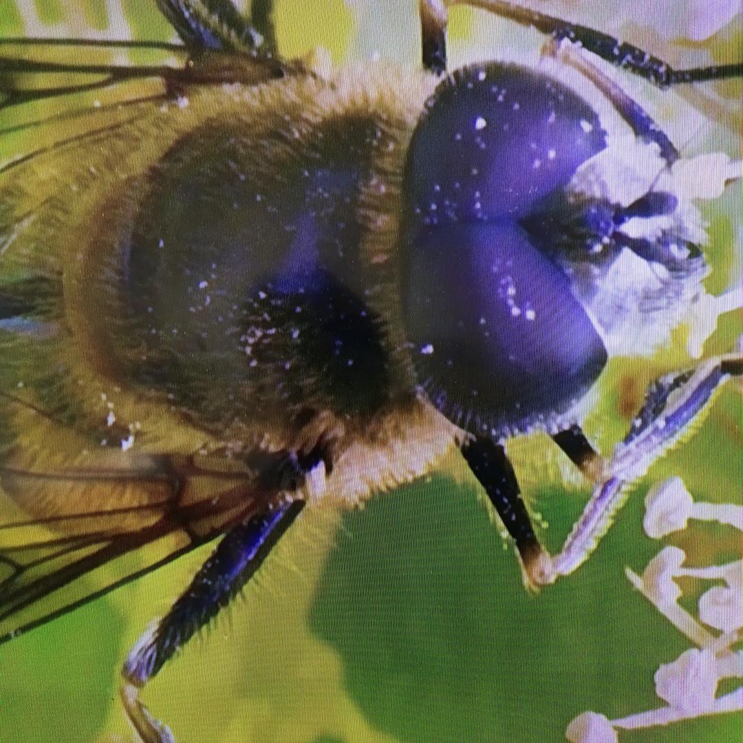 北京友吉玲乐商贸德法直播号