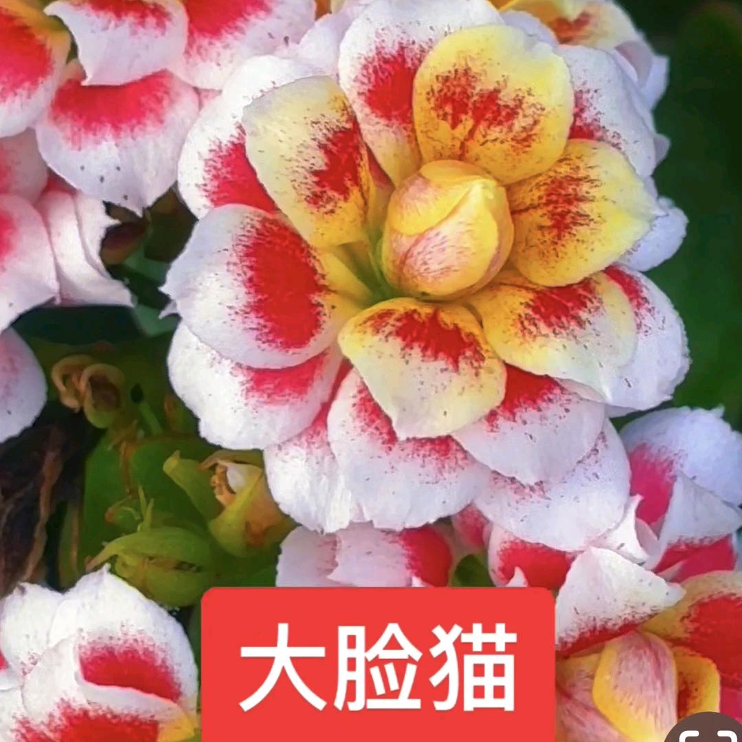 馬教授_长寿花