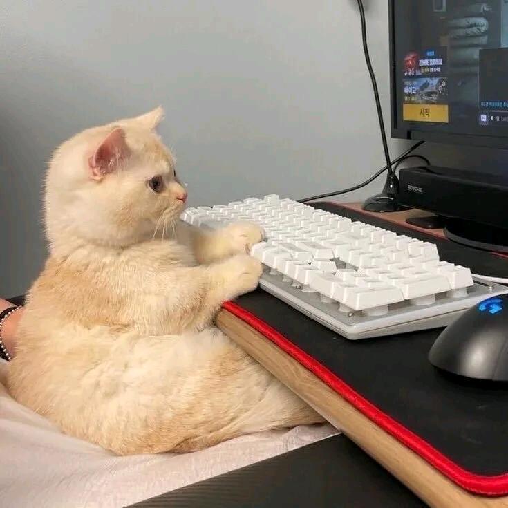 wdd
